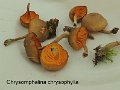 Chrysomphalina chrysophylla-amf1360